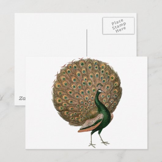 kunstwerk Peafowl (pauw) loodgietersgroen goud Briefkaart (Voorkant / Achterkant)