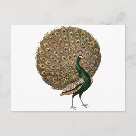 kunstwerk Peafowl (pauw) loodgietersgroen goud Briefkaart (Voorkant)