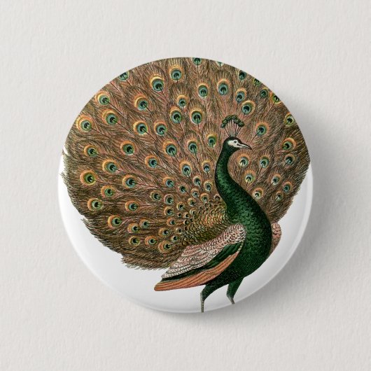 kunstwerk Peafowl (pauw) loodgietersgroen goud Ronde Button 5,7 Cm (Voorkant)