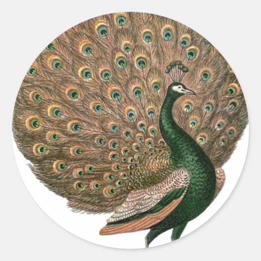 kunstwerk Peafowl (pauw) loodgietersgroen goud Ronde Sticker (Voorkant)