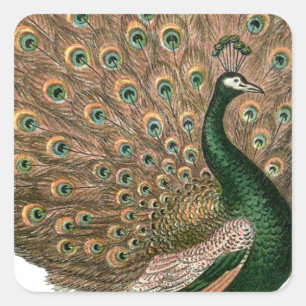  kunstwerk Peafowl (pauw) loodgietersgroen goud Vierkante Sticker