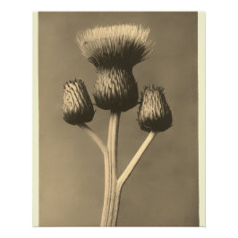 Kunstwerk van distel in vintage stijl perfect poster