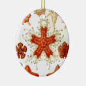 kunstwerk van ernst haeckel keramisch ornament (Rechts)