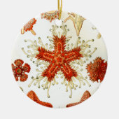 kunstwerk van ernst haeckel keramisch ornament (Voorkant)