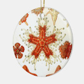 kunstwerk van ernst haeckel keramisch ornament (Links)