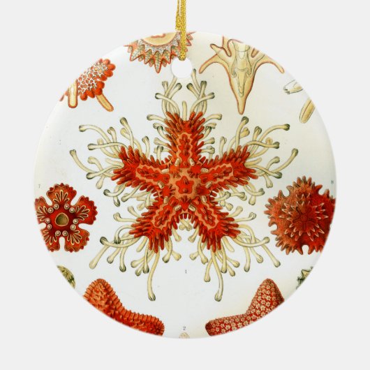 kunstwerk van ernst haeckel keramisch ornament (Achterkant)