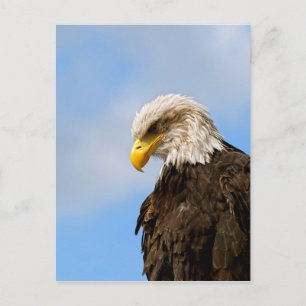 Kunstzinnig portret van een Amerikaanse zeearend i Briefkaart
