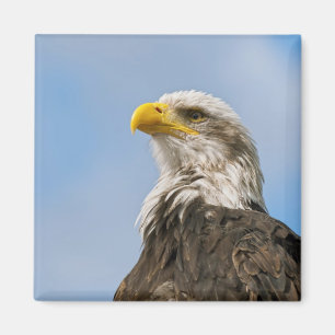Kunstzinnig portret van een Amerikaanse zeearend i Magneet