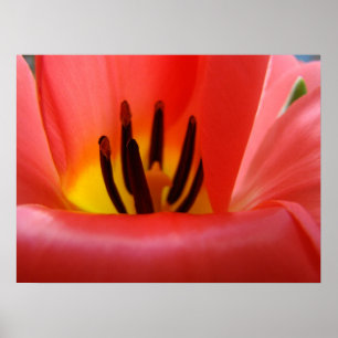 Kunstzinnige afdrukken Rode Tulp Bloemen Bloemstuk Poster