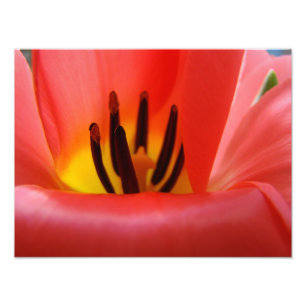 Kunstzinnige fotografie kunstuitdraaien Rode Tulp  Foto Afdruk