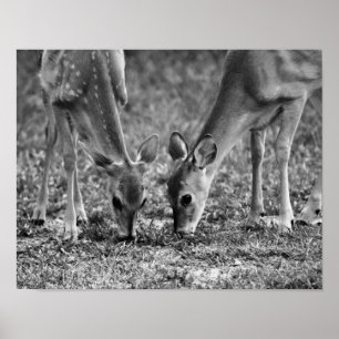Kunstzinnige fotoprint van grazende jonge herten poster