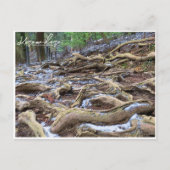 Kurama-dera (Kinone-michi tree roots road) ポストカード Briefkaart (Voorkant)