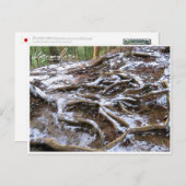 Kurama-dera (Kinone-michi tree roots road) Briefkaart (Voorkant / Achterkant)