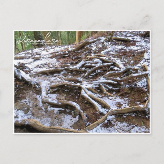 Kurama-dera (Kinone-michi tree roots road) Briefkaart (Voorkant)