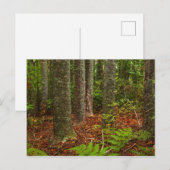 Kuri-bomen | Nieuw-Zeeland Briefkaart (Voorkant / Achterkant)