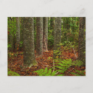 Kuri-bomen Nieuw-Zeeland Briefkaart