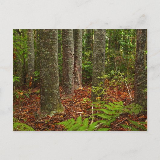 Kuri-bomen | Nieuw-Zeeland Briefkaart (Voorkant)