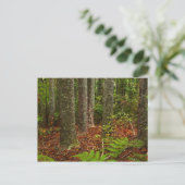 Kuri-bomen | Nieuw-Zeeland Briefkaart (Staand voorkant)