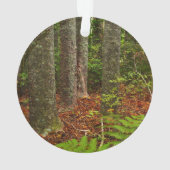 Kuri-bomen | Nieuw-Zeeland Ornament (achterkant)