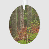 Kuri-bomen | Nieuw-Zeeland Ornament (voorkant)