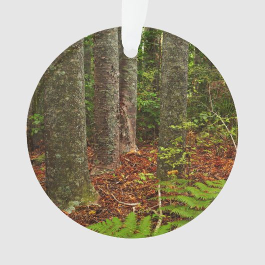 Kuri-bomen | Nieuw-Zeeland Ornament (voorkant)