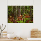 Kuri-bomen | Nieuw-Zeeland Poster (Keuken)
