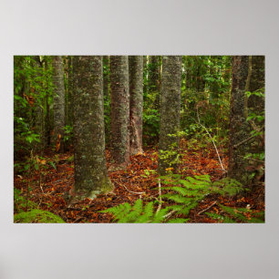 Kuri-bomen   Nieuw-Zeeland Poster