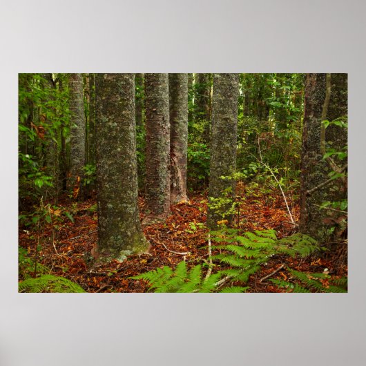 Kuri-bomen | Nieuw-Zeeland Poster (Voorkant)