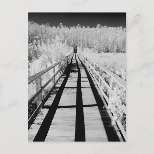 Kurkentrekker Swamp Sanctuary boardwalk, Florida, Briefkaart (Voorkant)