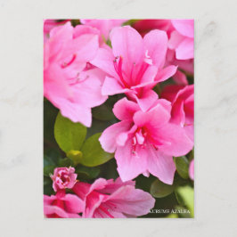 Kurume Azalea Briefkaart