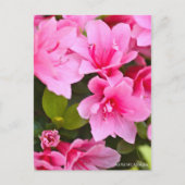 Kurume Azalea Briefkaart (Voorkant)