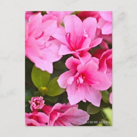Kurume Azalea Briefkaart (Voorkant)