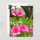 Kurume Azalea Briefkaart (Voorkant / Achterkant)