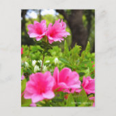Kurume Azalea Briefkaart (Voorkant)