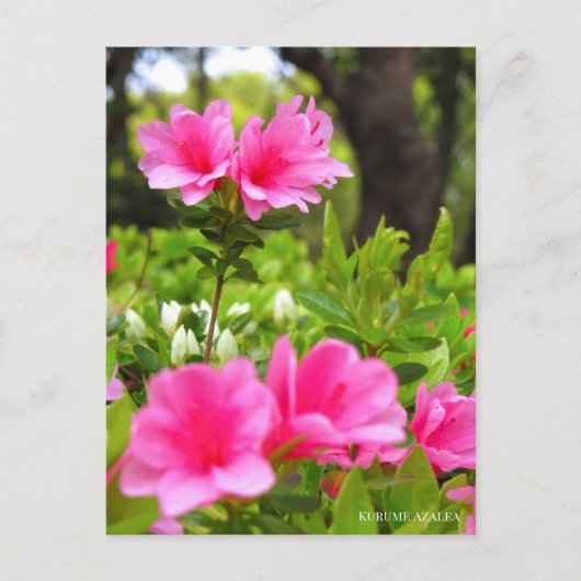 Kurume Azalea Briefkaart (Voorkant)