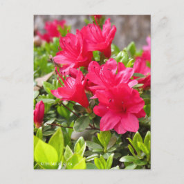 Kurume Azalea Briefkaart