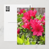 Kurume Azalea Briefkaart (Voorkant / Achterkant)