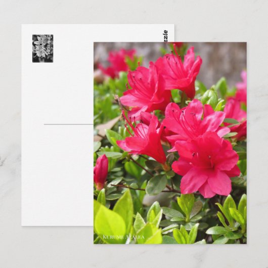 Kurume Azalea Briefkaart (Voorkant / Achterkant)