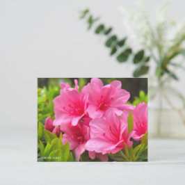 Kurume Azalea Briefkaart
