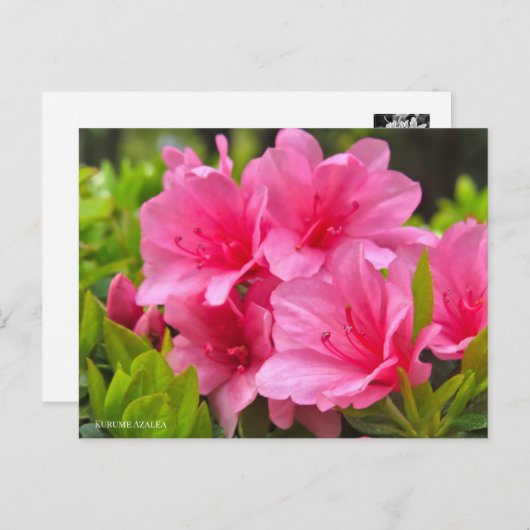 Kurume Azalea Briefkaart (Voorkant / Achterkant)