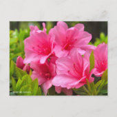 Kurume Azalea Briefkaart (Voorkant)