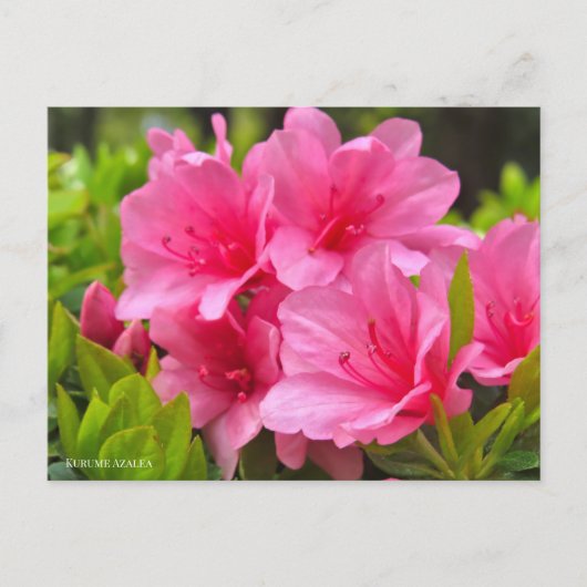 Kurume Azalea Briefkaart (Voorkant)