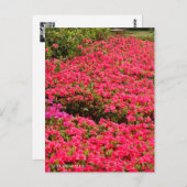 Kurume Azalea Briefkaart (Voorkant / Achterkant)