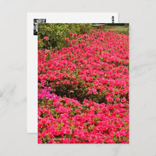 Kurume Azalea Briefkaart (Voorkant / Achterkant)