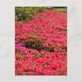 Kurume Azalea Briefkaart (Voorkant)