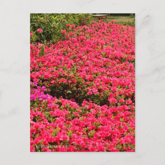 Kurume Azalea Briefkaart (Voorkant)
