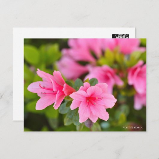 Kurume Azalea Briefkaart (Voorkant / Achterkant)