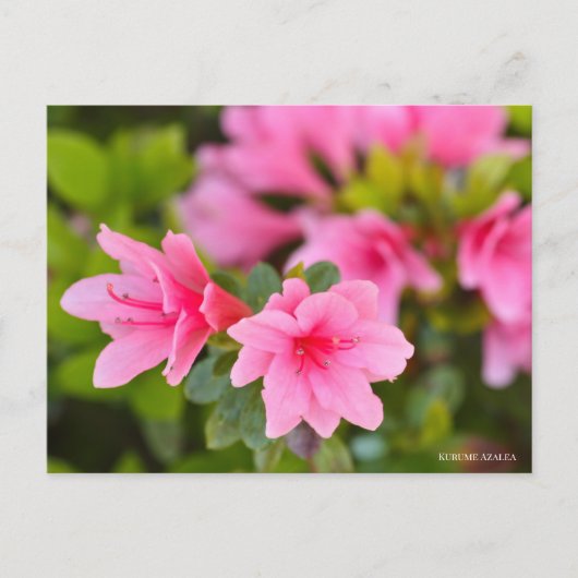 Kurume Azalea Briefkaart (Voorkant)