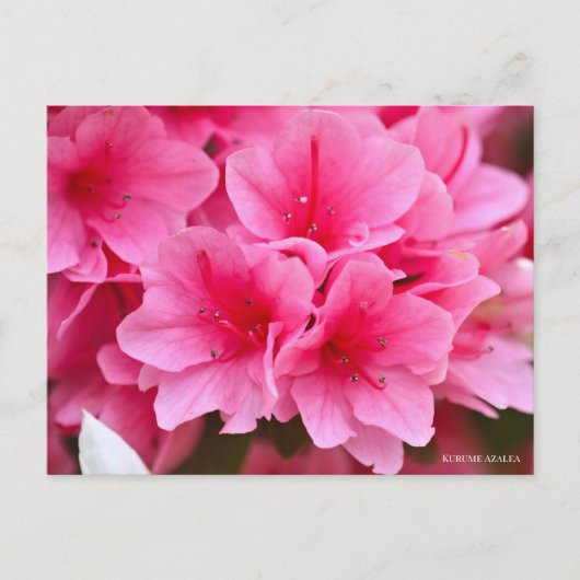 Kurume Azalea Briefkaart (Voorkant)