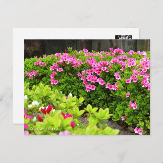 Kurume Azalea Briefkaart (Voorkant / Achterkant)